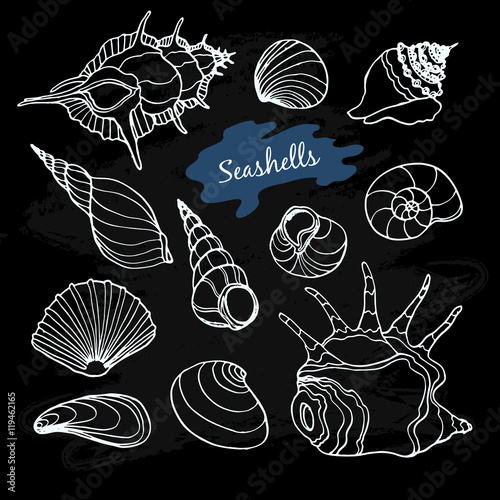 Sea vector collection with seashells