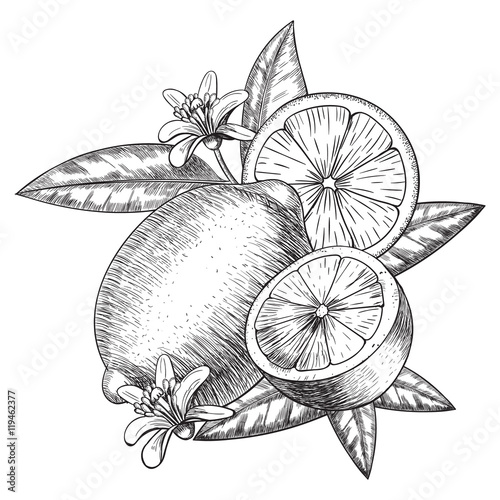 Vector hand drawn lime or lemon. Whole , sliced pieces half, leave sketch. Fruit engraved style illustration. Detailed citrus drawing. Great for water, detox drink, natural cosmetics