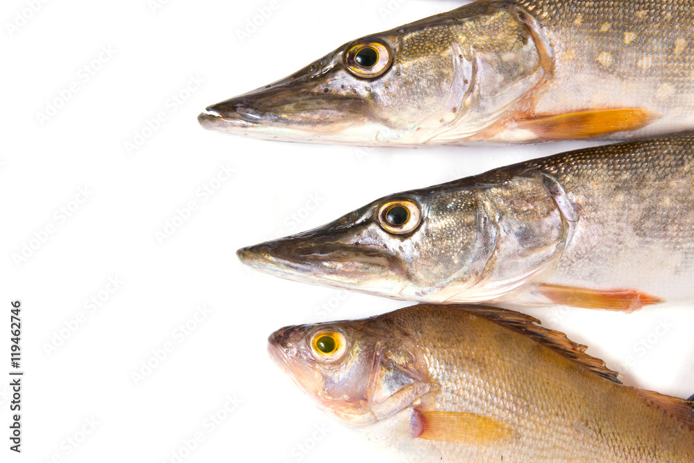 Raw fish. Pike and perch on white background.