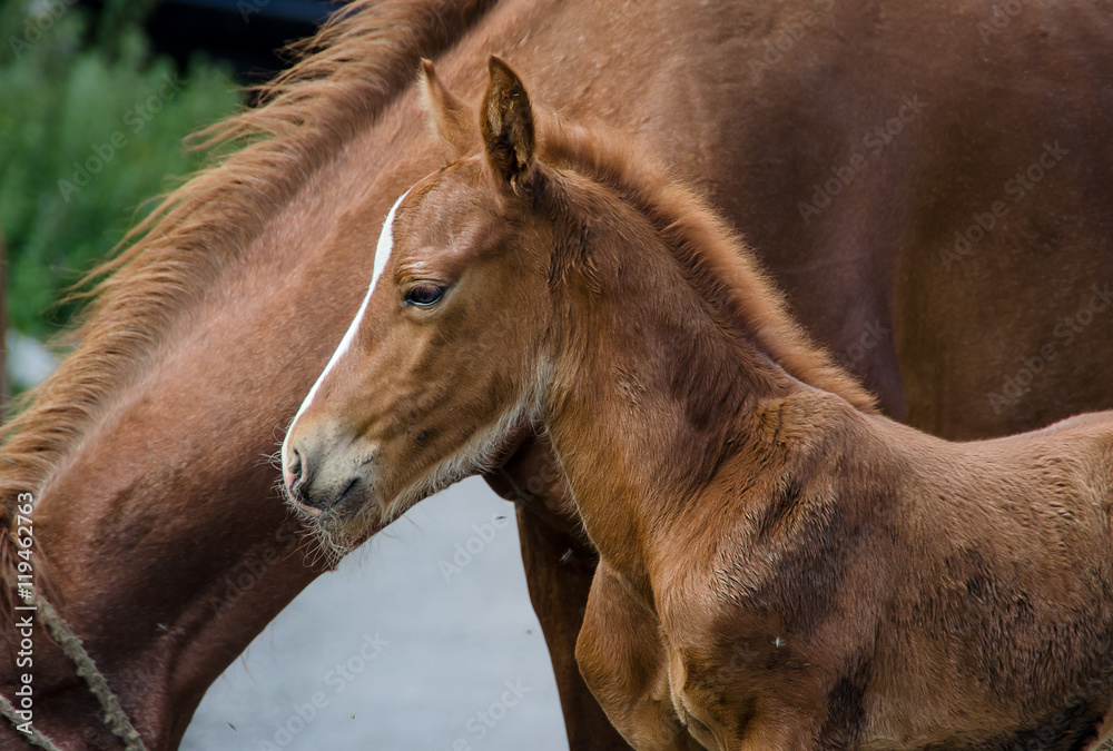 Fototapeta premium Foal and its mother