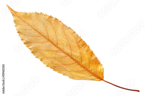 autumn yellow fall leaf isolated on white, way in path