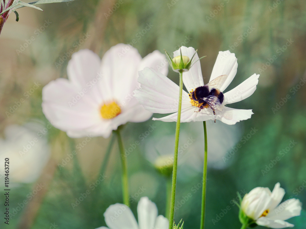 Bumblebee and white Сosmos flowers on green background