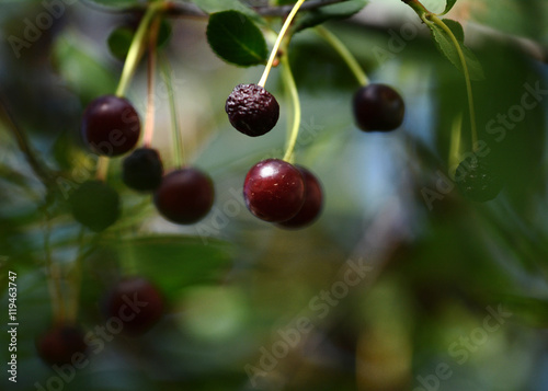 Dark red cherry on the branch 