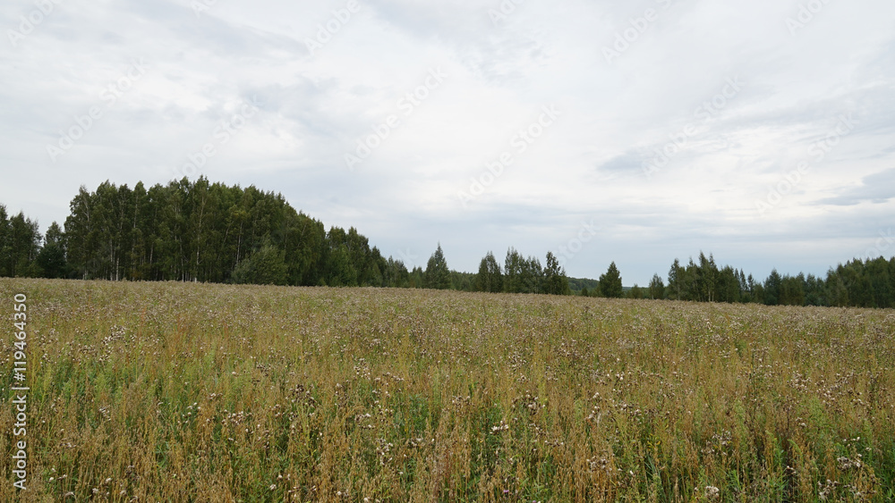 meadow meadow