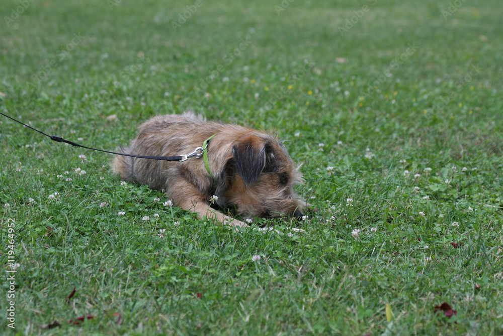 Dog enjoying in the grass Dog enjoying in the grass