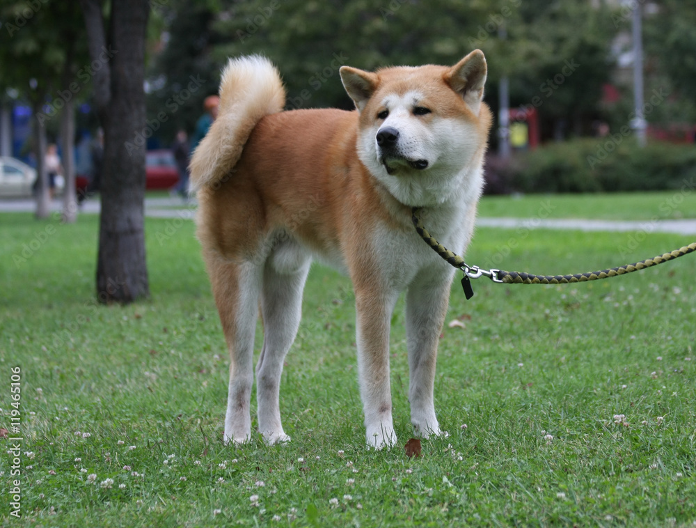 Beautiful dog posing in public park