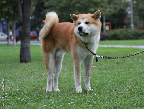 Beautiful dog posing in public park
