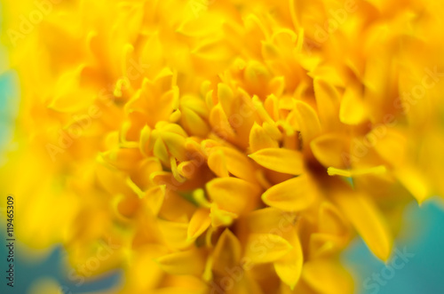 petal of yellow marigold flower Close-up