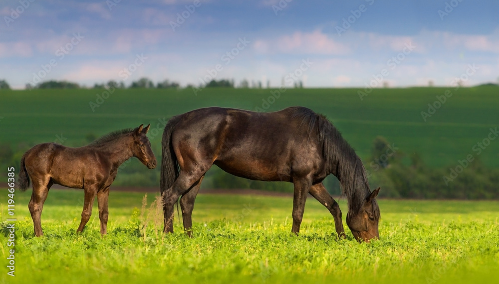 Mare with little cute foal on pasture