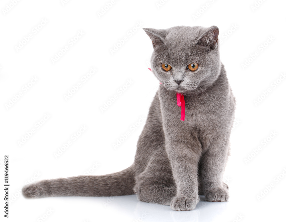 grey Scottish Fold cat with pink ribbon sitting on white, look down