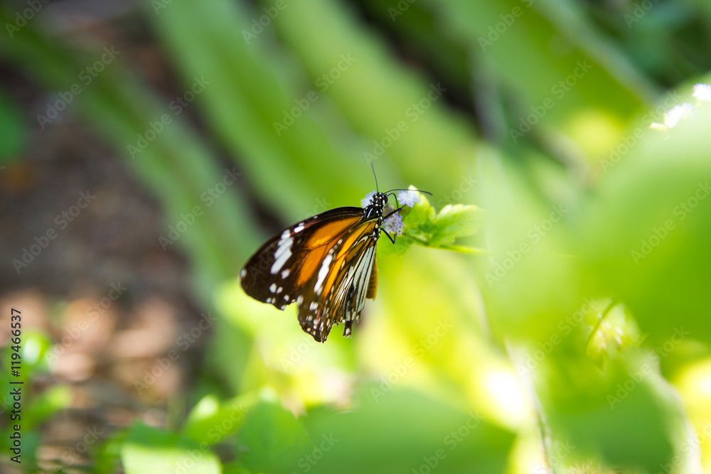 Butterfly on flower (Common tiger butterfly) Butterfly on flower (Common tiger butterfly)