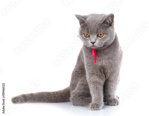 grey Scottish Fold cat with pink ribbon sitting on white, look down