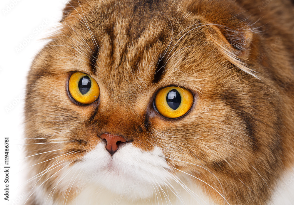 serious Scottish Fold cat on white background closeup