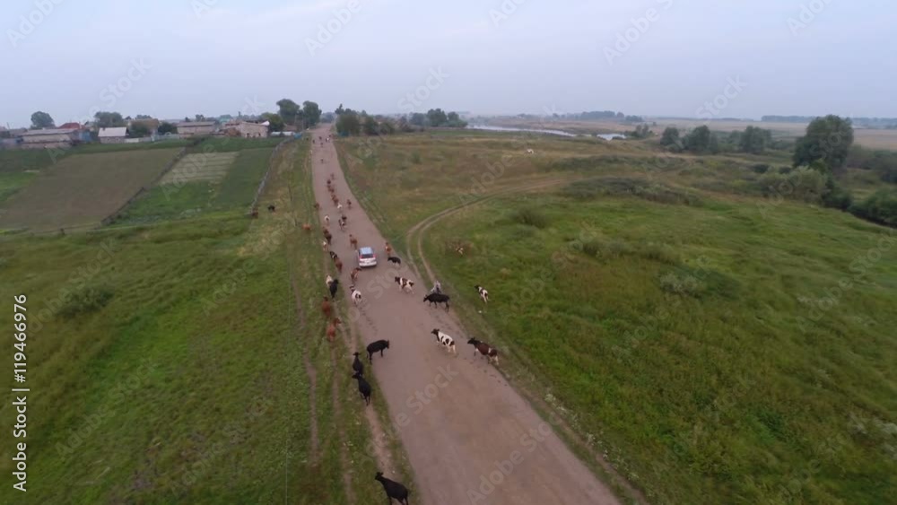 herd of cows coming home herd of cows coming home