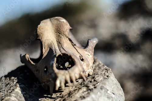 Burned animal skull head  © John Vlahidis
