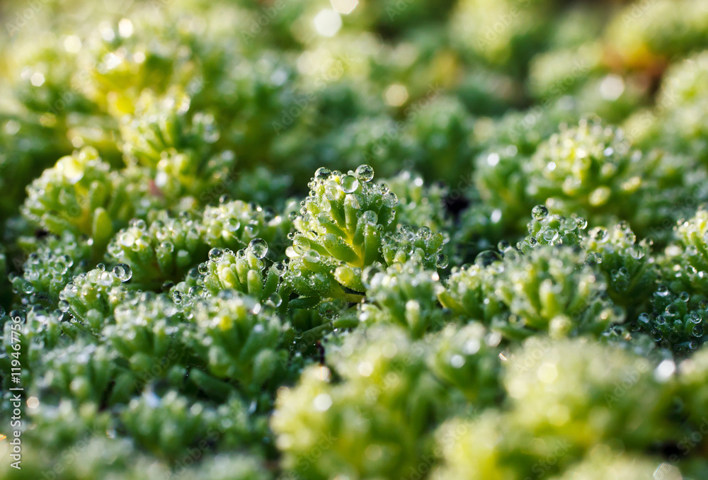 dew drops on the grass dew drops on the grass
