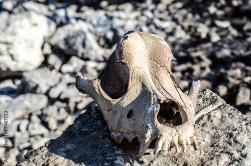 Burned animal skull head 