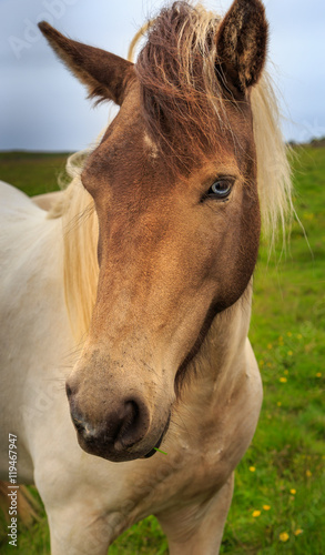 Blonde Icelandic Horse