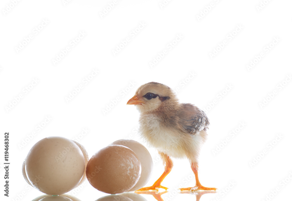 pretty cute chick with eggs