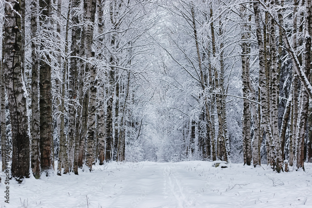 Fototapeta premium winter forest covered snow