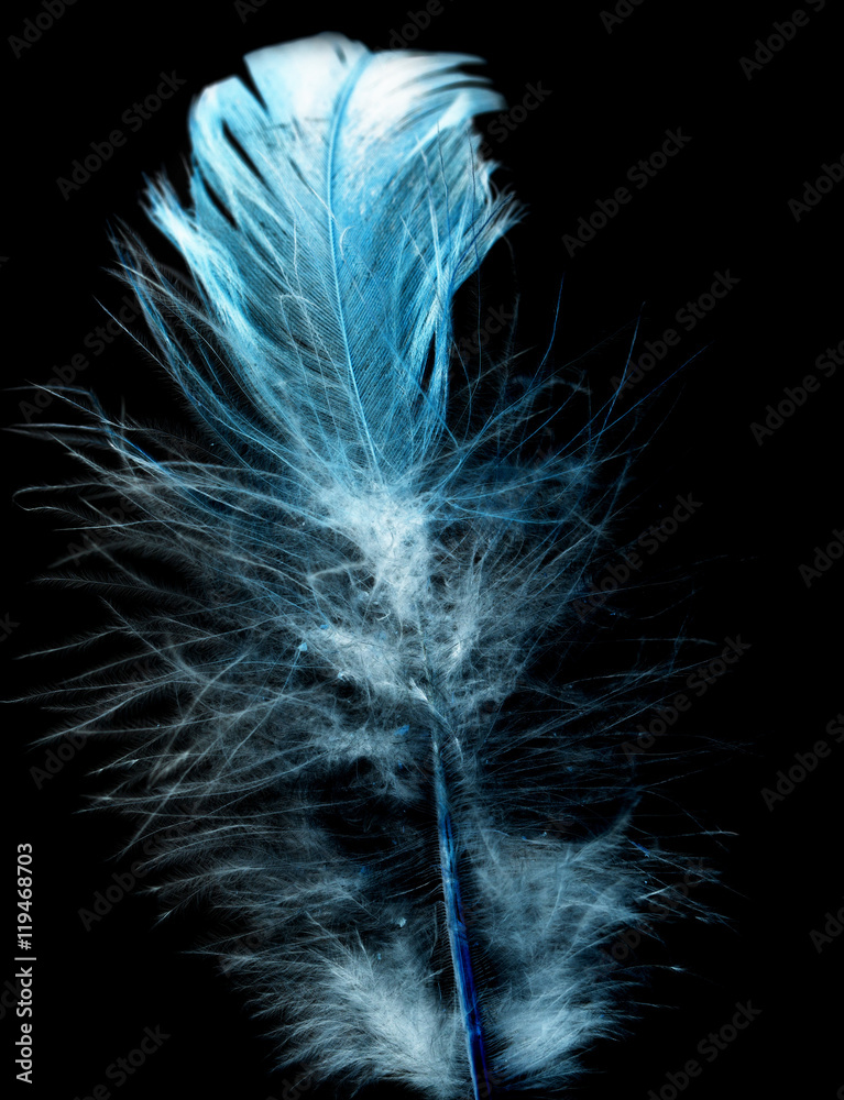 feather on a black background in inversion feather on a black background in inversion