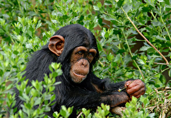 Chimp