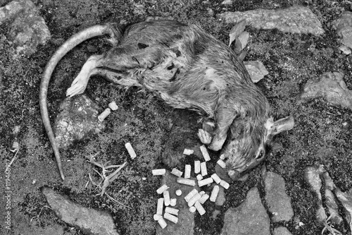Φωτογραφία Lying dead big rat black and white