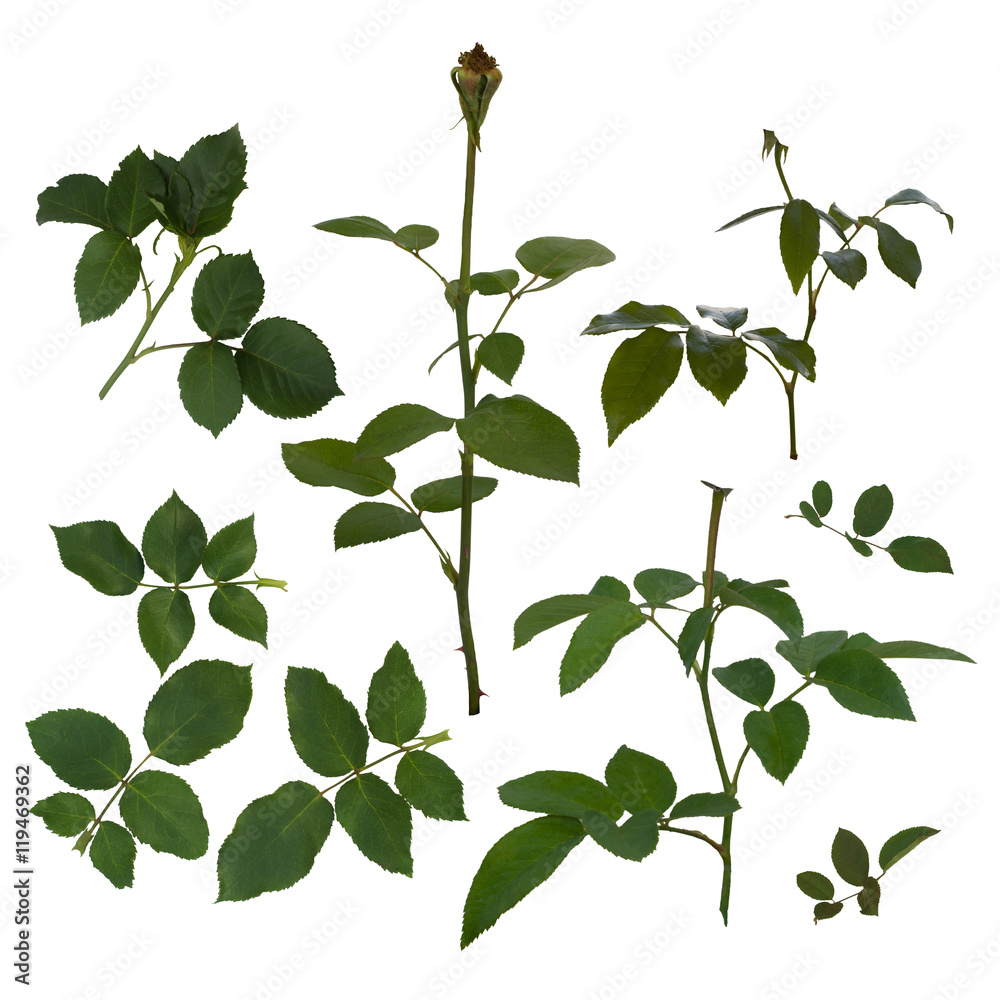 Naklejka premium Green rose leaves isolated on white