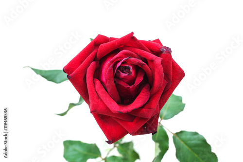 red flower on white background   red rose