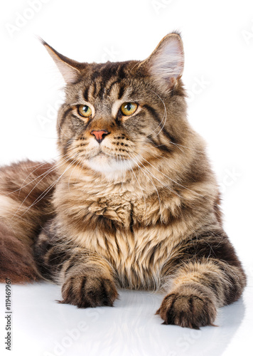 portrait Maine Coon cat With long brown wavy hair