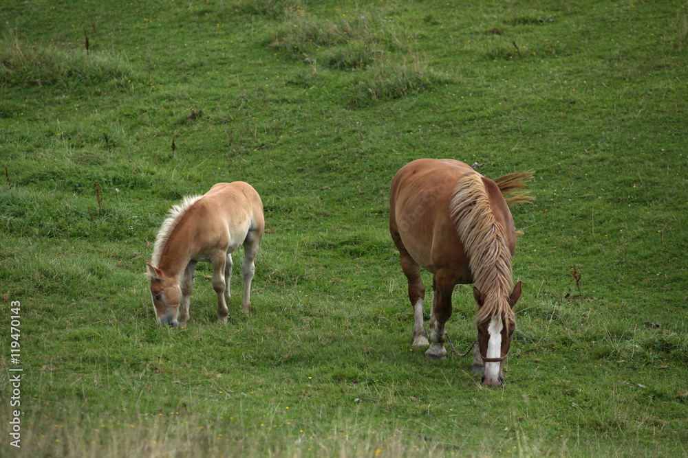 farm landscape in Poland - horse family on the fields with grass farm landscape in Poland - horse family on the fields with grass
