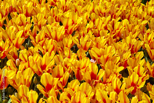 Field of yellow-red tulips © sergey_p