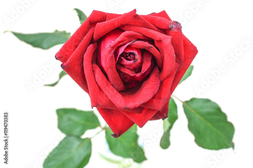 red flower on white background , red rose