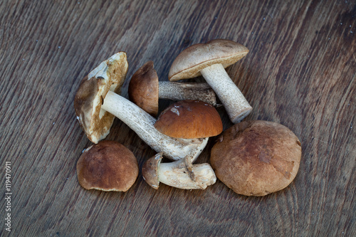 mushroom boletus over wooden background