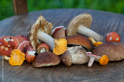 a variety of freshly picked mushrooms: chanterelles, boletus, Russula