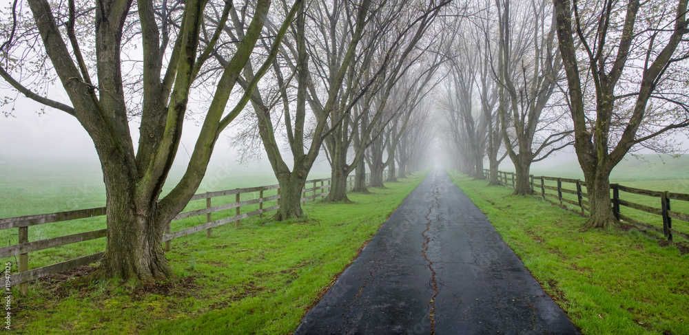 Fototapeta premium Tree Lined Country Lane