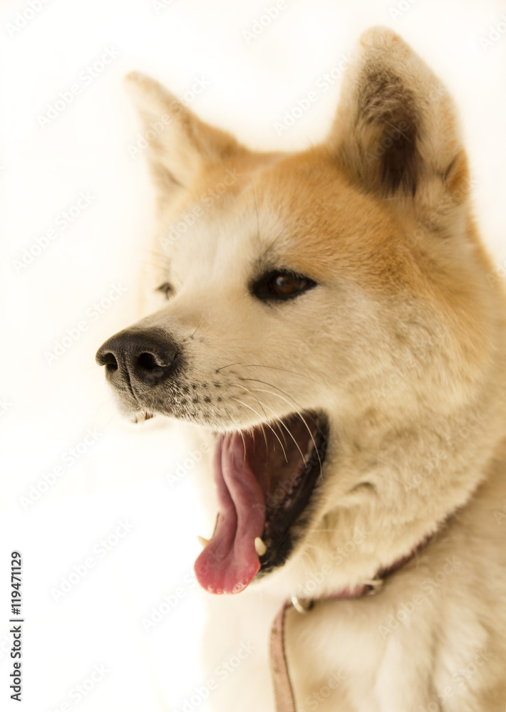 Portrait of a Akita inu dog japanese breed on white background.