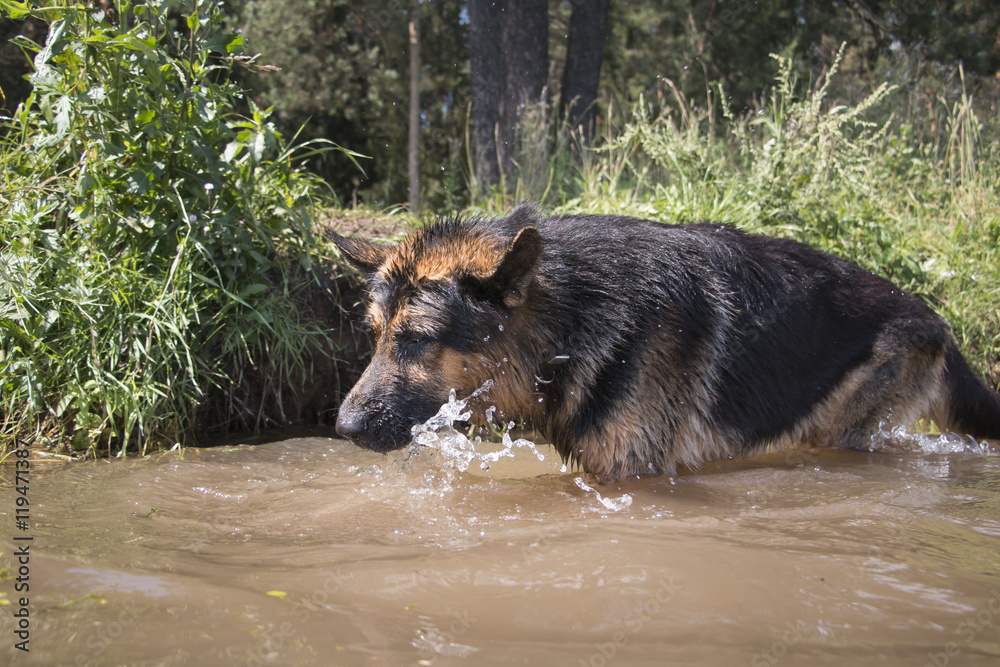 German shepherd dog catches fish in the lake German shepherd dog catches fish in the lake
