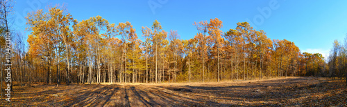 autumn forest panorama