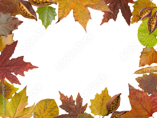 Autumn leaves frame in white background