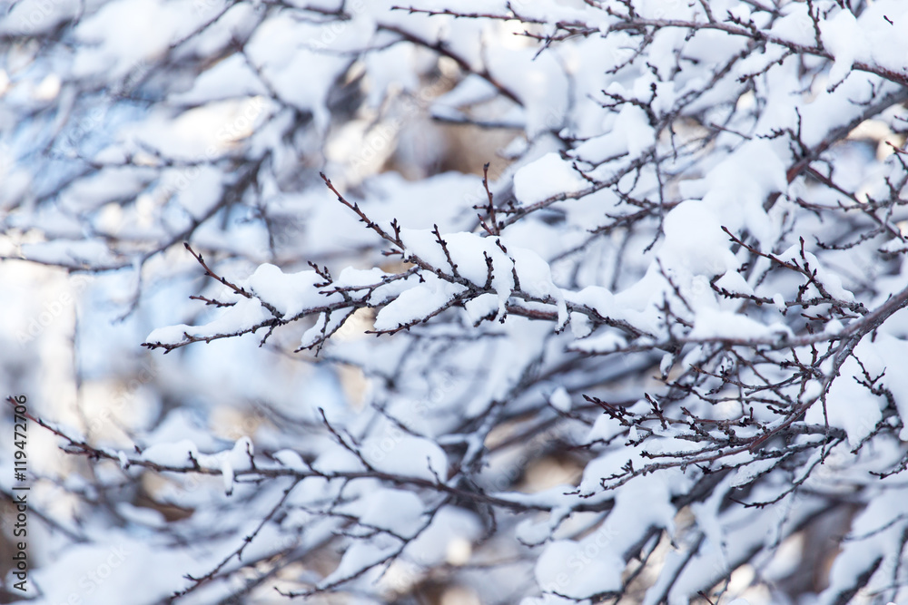 snow on the branches of a tree