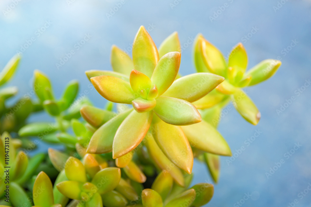 Obraz premium Beautiful succulents white wall background