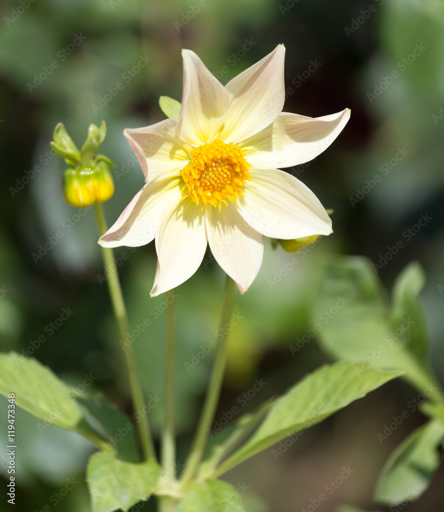 Obraz premium beautiful yellow flower in nature