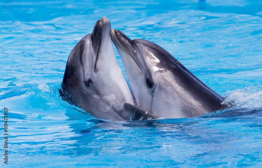 Obraz premium two dolphins dancing in the pool