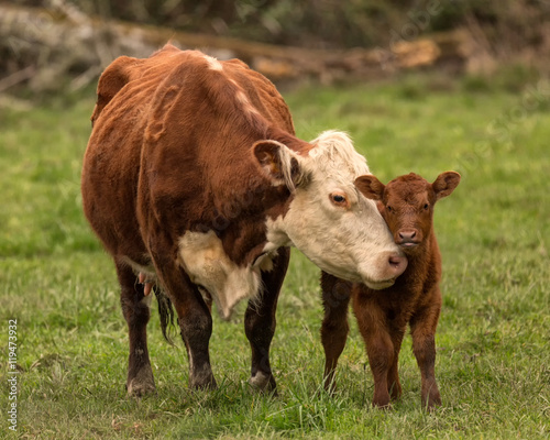 Print op canvas Momma Cow and Calf