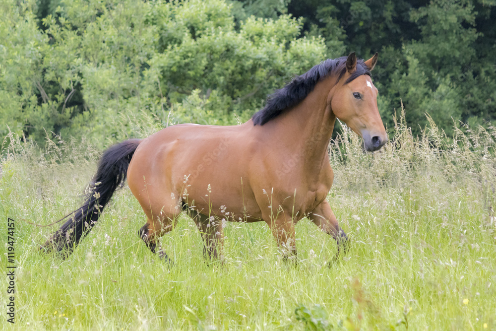 Pferd läuft auf Koppel Pferd läuft auf Koppel