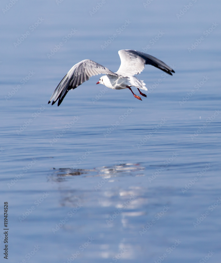 Gull on the lake in nature Gull on the lake in nature