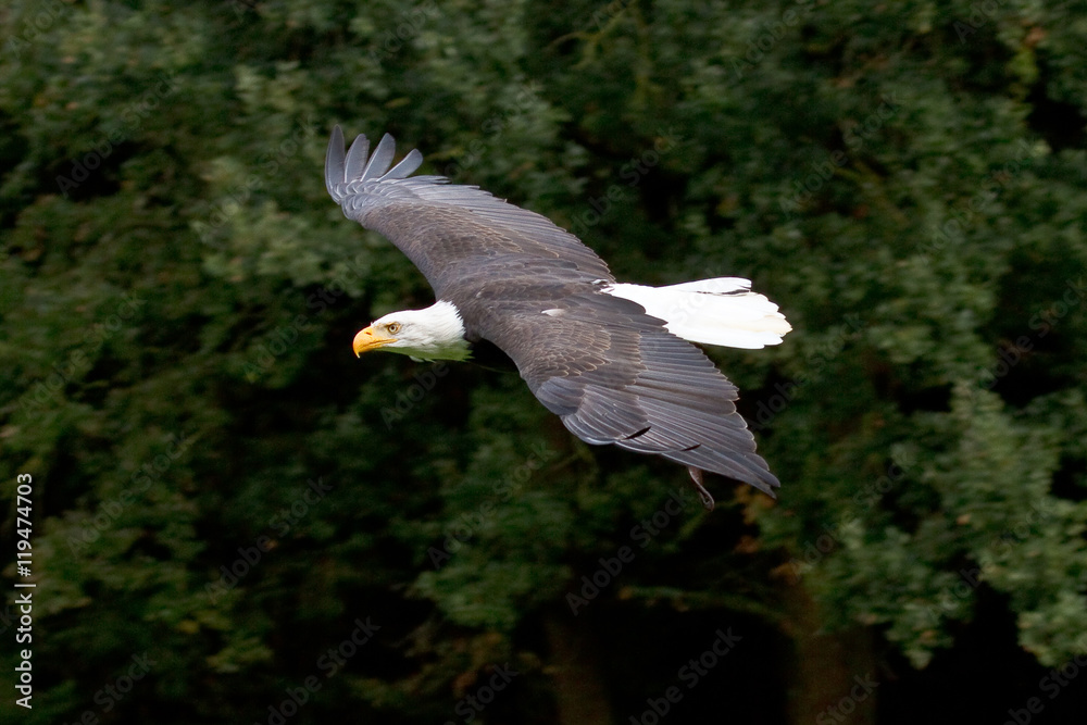 Weißkopfseeadler im Flug - Haliaeetus leucocephalus Weißkopfseeadler im Flug - Haliaeetus leucocephalus