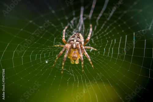 Spider on web macro