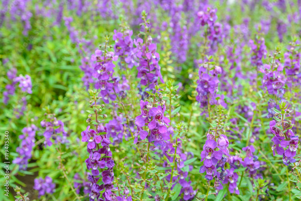Fototapeta premium Purple lavender blossom background